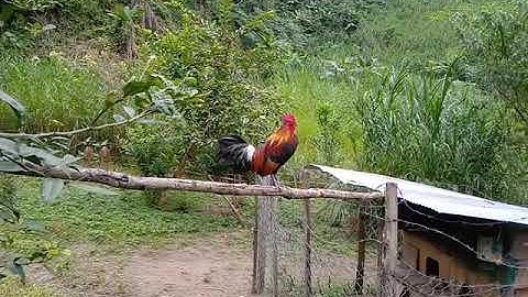 ໄກ່ຕໍ່ຂັນມ່ວນ-qaib dib qua zoo 2020