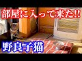 ストーブと座布団とおやつを用意して野良子猫を招き入れた