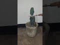 cactus 🌵🍄 tornillo reproducir