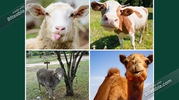 LARANGAN IHRAM DAN DAM