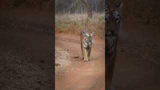 alarm call - Tiger and sambar deer #forest #tiger #bengaltiger #deer #alarm