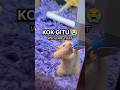 Cara hamster minum ternyata unik…