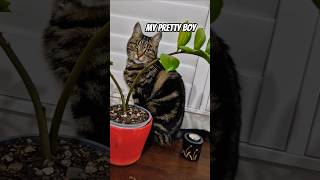📍My pretty Boy 🇸🇬🇳🇿#shorts #cat #funny #foryou