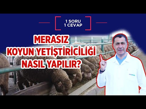 Merasız Koyun Yetiştiriciliği Nasıl Yapılır?