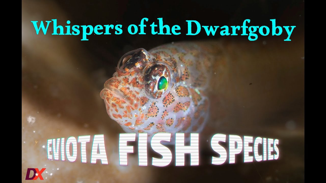 Eviota Dwarfgoby