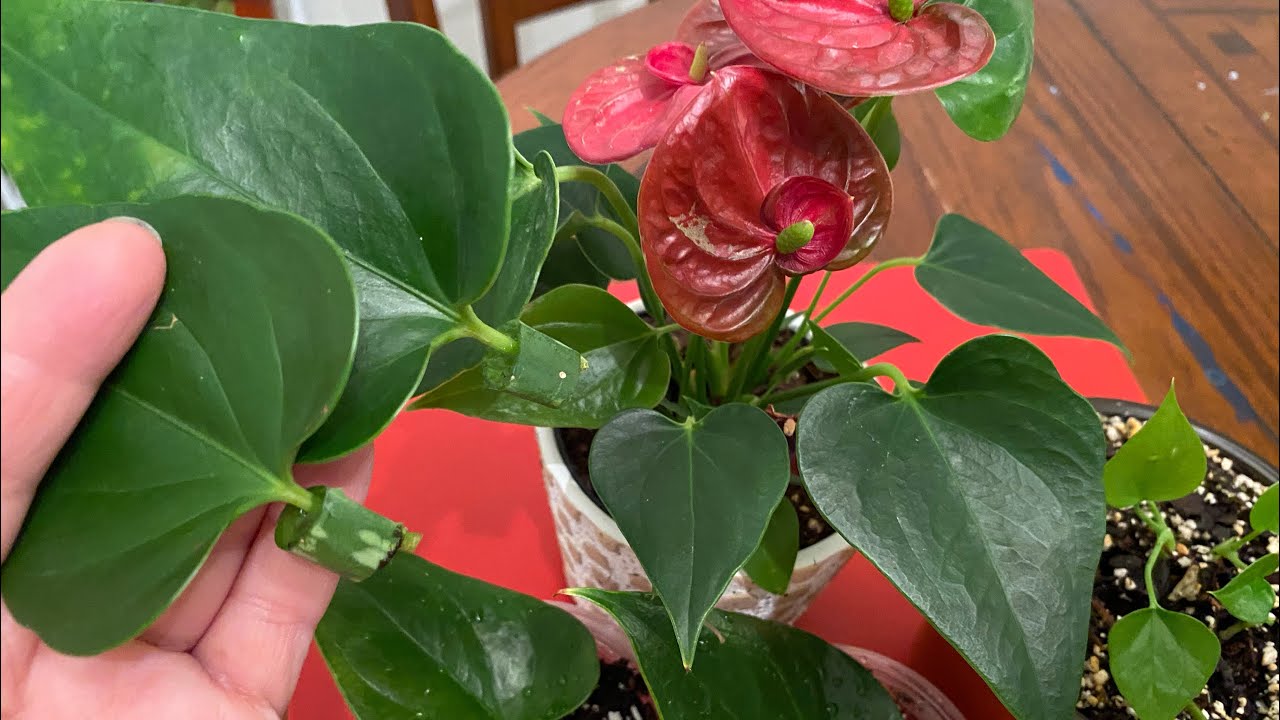 Aloe Vera ile ANTORYUM ÇİÇEĞİ ÇOK HIZLI NASIL ÇOĞALTILIR❓1 YAPRAKLA 1 SAKSI ANTORYUM‼️BEDAVA‼️KAÇMAZ