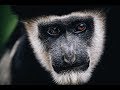 Staying with Colobus monkeys || KENYA DAY 5