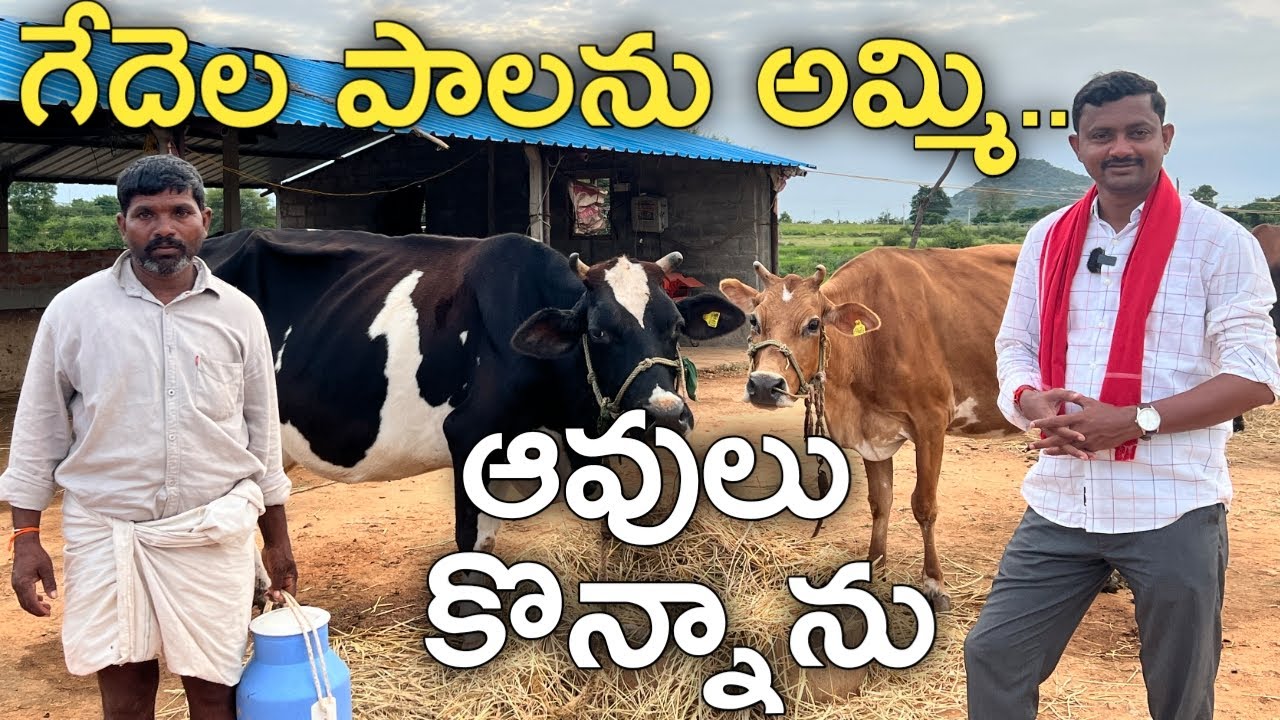 10 లక్షలతో గేదెల డెయిరీ.. పాలు అమ్మి ఆవులు కొన్న | Dairy Farm