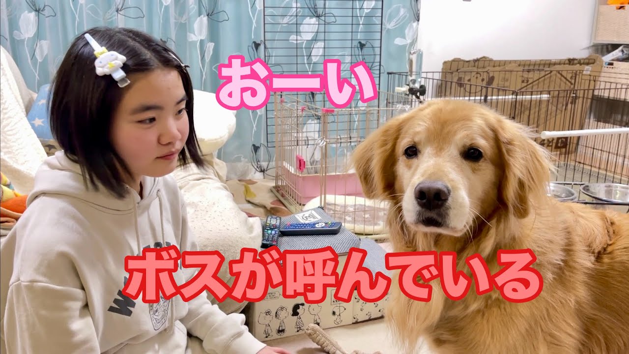 Cookie, a large dog (a Golden Retriever and Miniature Dachshund