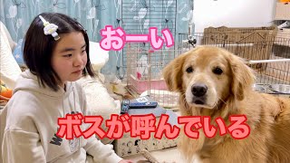 姉と遊んでいるのに、ボスばかり気になる大型犬クッキー【ゴールデンレトリバーとミニチュアダックスフンド】