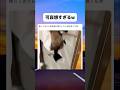 野良猫が家に侵入したらやばすぎたw#おもしろ #おすすめ