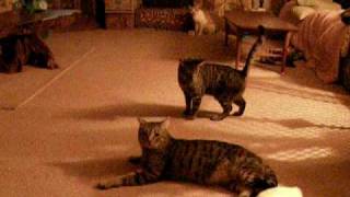 Addict cats for laser pointer!!