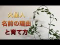 火星人の名前を持つ塊根植物の育て方