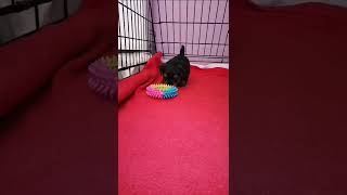 Jorkširski Terijer Štene