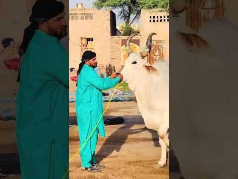 Mashallah Coming Soon Inshallah Qurbani Janwar ♥🥀#cow #trustonallah #qurbanivlog