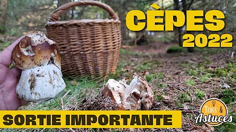 Quelle est la saison pour les cèpes ?