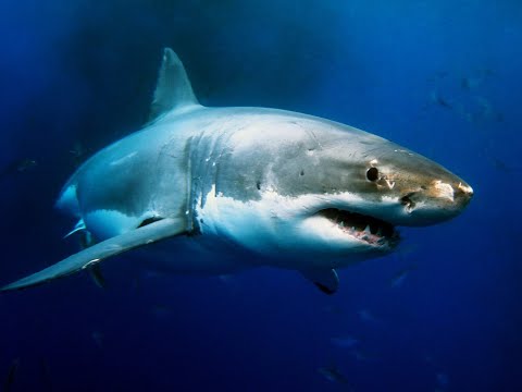 ვიდეო: როდის აღმოაჩინეს ზღარბი ზვიგენი?