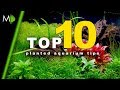 Top 10 Planted Aquarium Tips