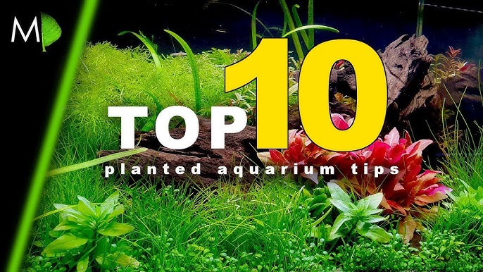 API® Blog  Caring for Live Aquarium Plants