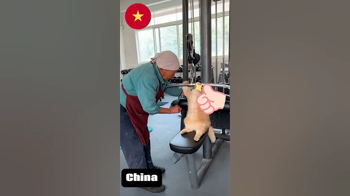 Video 11228081: britishshorthair cat funny, funny chinese cat, funny fat cat, funny cat meets