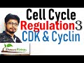 Cyclin and cyclin dependent kinases (cdk) | Cell cycle regulation lecture 3