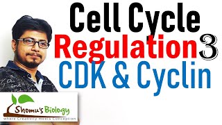 Cyclin and cyclin dependent kinases (cdk) | Cell cycle regulation lecture 3