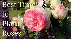 Best Time to Plant Roses