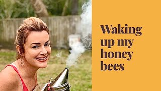 Beekeeping: Tips on Checking for Swarm Cells and Splits