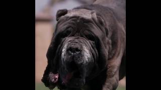 Banned Neapolitan Mastiff Dog Breeds #youtubeshorts #youtube #ytshorts