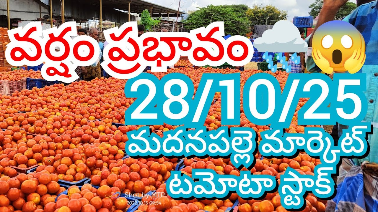 28-10-25 Madanapalle Tomato Market price Today || Today Tomato Market Rate in Madanapalle 