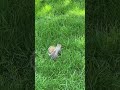 A squirrel hiding a nut 🥜