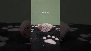 Budgerigar ?? from hatching from egg to first flight animals budgerigar funnyvideo