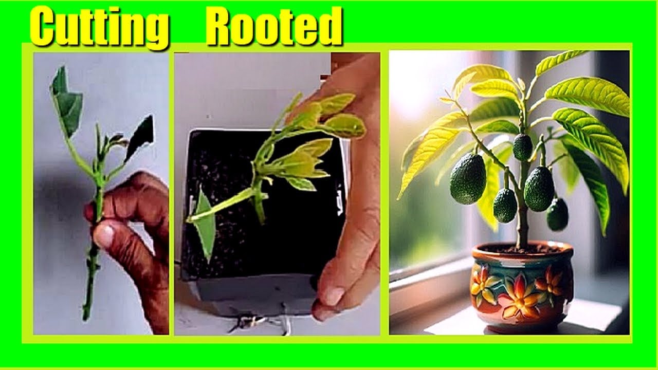 Grow an Avocado Tree from Cuttings with Aloe Vera: Easy Propagation Guide