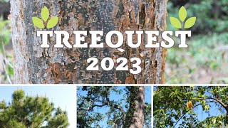 TreeQuest 2023 by UF IFAS Extension Manatee County 133 views 1 year ago 1 minute, 14 seconds