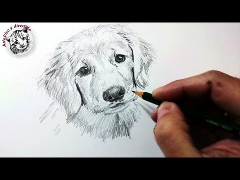 Video: Cómo Dibujar Un Perro Con Un Lápiz