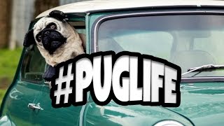 #puglife