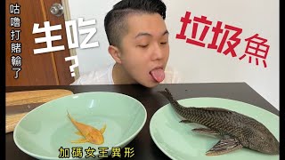 垃圾魚味道究竟如何？另外加碼一隻女王異形-琵琶鼠魚料理 ... 