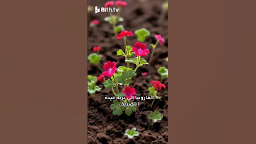 نبات الجارونيا للمبتدئين 