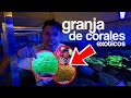 La GRANJA mas grande de CORALES EXOTICOS en MEXICO (1000 CORALES)