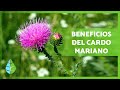 CARDO MARIANO 🌿💜 ¡Propiedades, BENEFICIOS, cómo tomarlo y contraindicaciones!