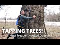 Tapping Maple Trees: Frequently Asked Questions