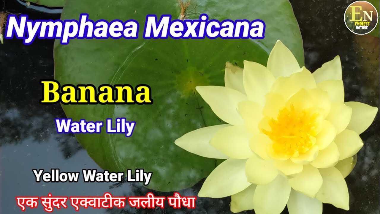 Nimphea Mexicana Banana Water Lily Yellow Water Lily Mexican Water