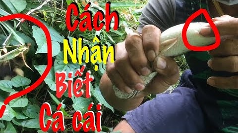 Câu Cá Lóc Bằng Vịt Cận Cảnh Hồi Hợp Cách Nhận Biết Cá Lóc Cái