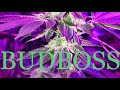 Budbossfollow along my seed to harvest s1 ep2 day 10 in veg  emerald harvest nutrients