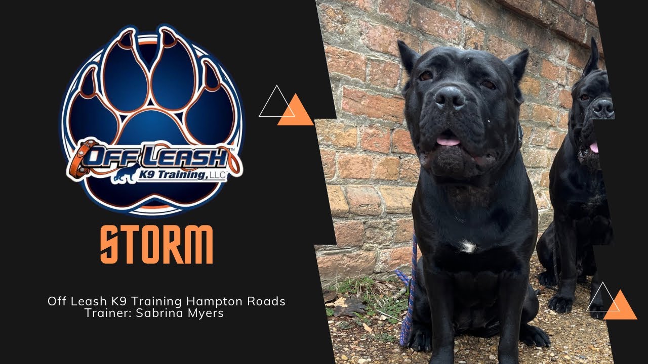 “Storm” 1 YO Cane Corso Reactive Timid Awesome Transformation