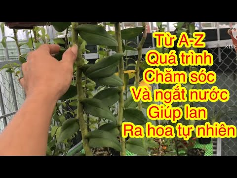 Quy trình chăm sóc và ngắt nước cho lan ra hoa tự nhiên | Foci