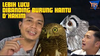 CARA MEMELIHARA BURUNG HANTU JAVAN OWLET