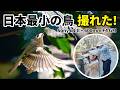 日本最小の鳥キクイタダキに親子で大興奮!|α1 II×ロクヨン野鳥撮影