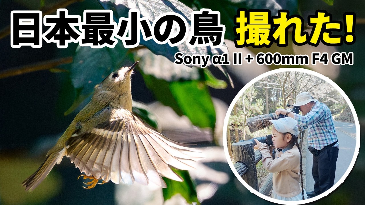 鳥を抱える子供 A parent and child were thrilled to see the Goldcrest, Japan's