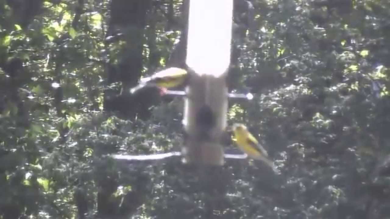 Bird Feeder Journal Rotation Rotation Youtube